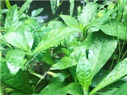 Khả năng giảm đau của chiết xuất lá nọc xoài